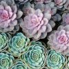 Echevaria _clump
